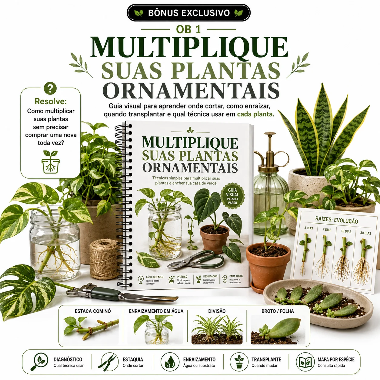 MULTIPLIQUE SUAS PLANTAS ORNAMENTAIS