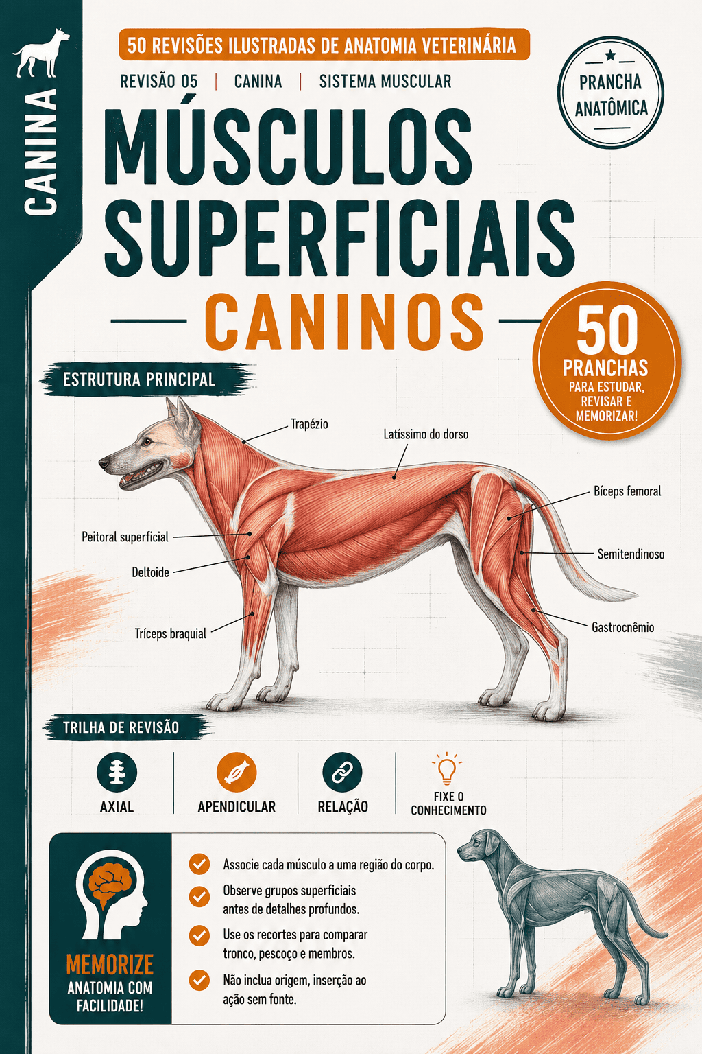 Anatomia Veterinária 50 Revisões