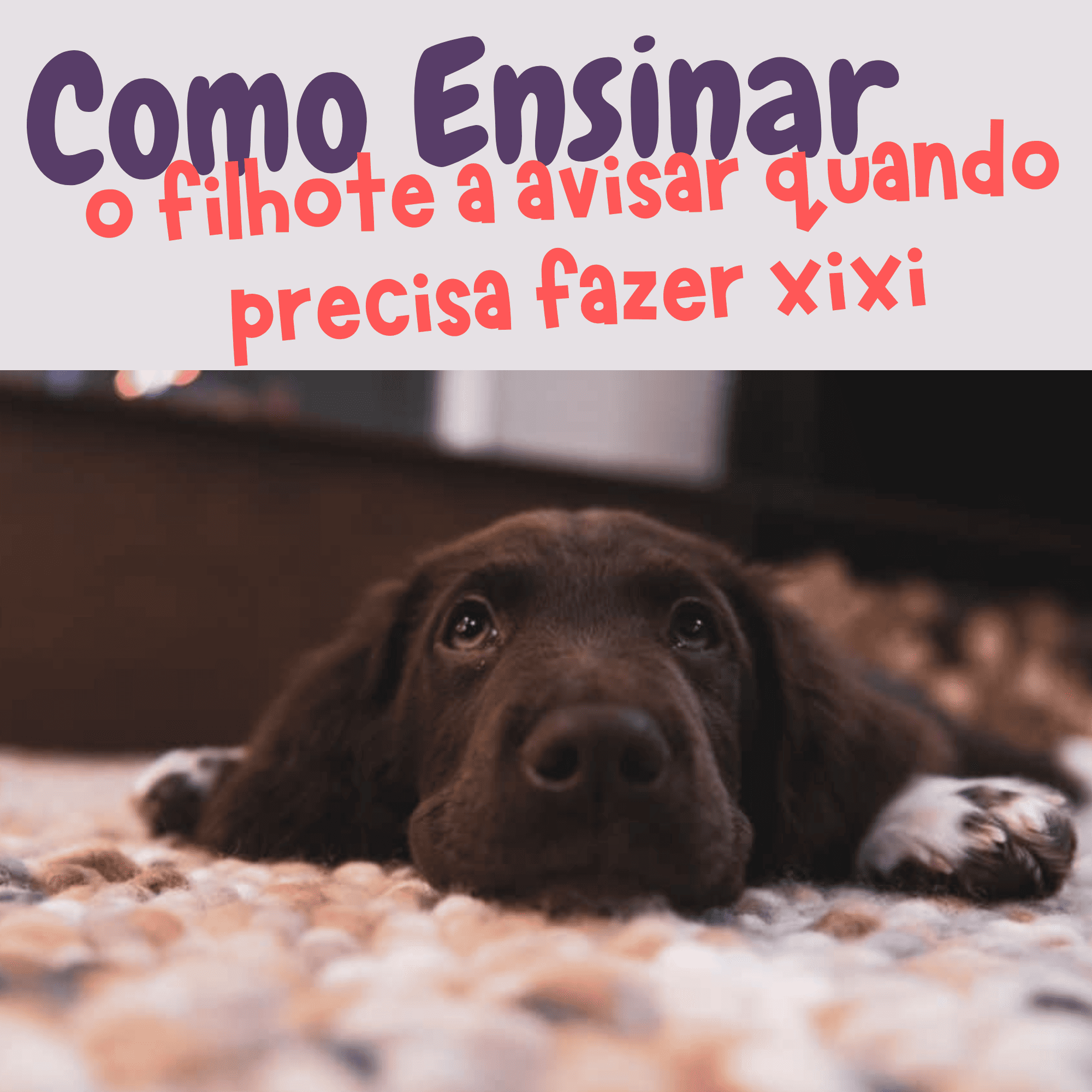 Como Ensinar o Filhote a Avisar o Xixi