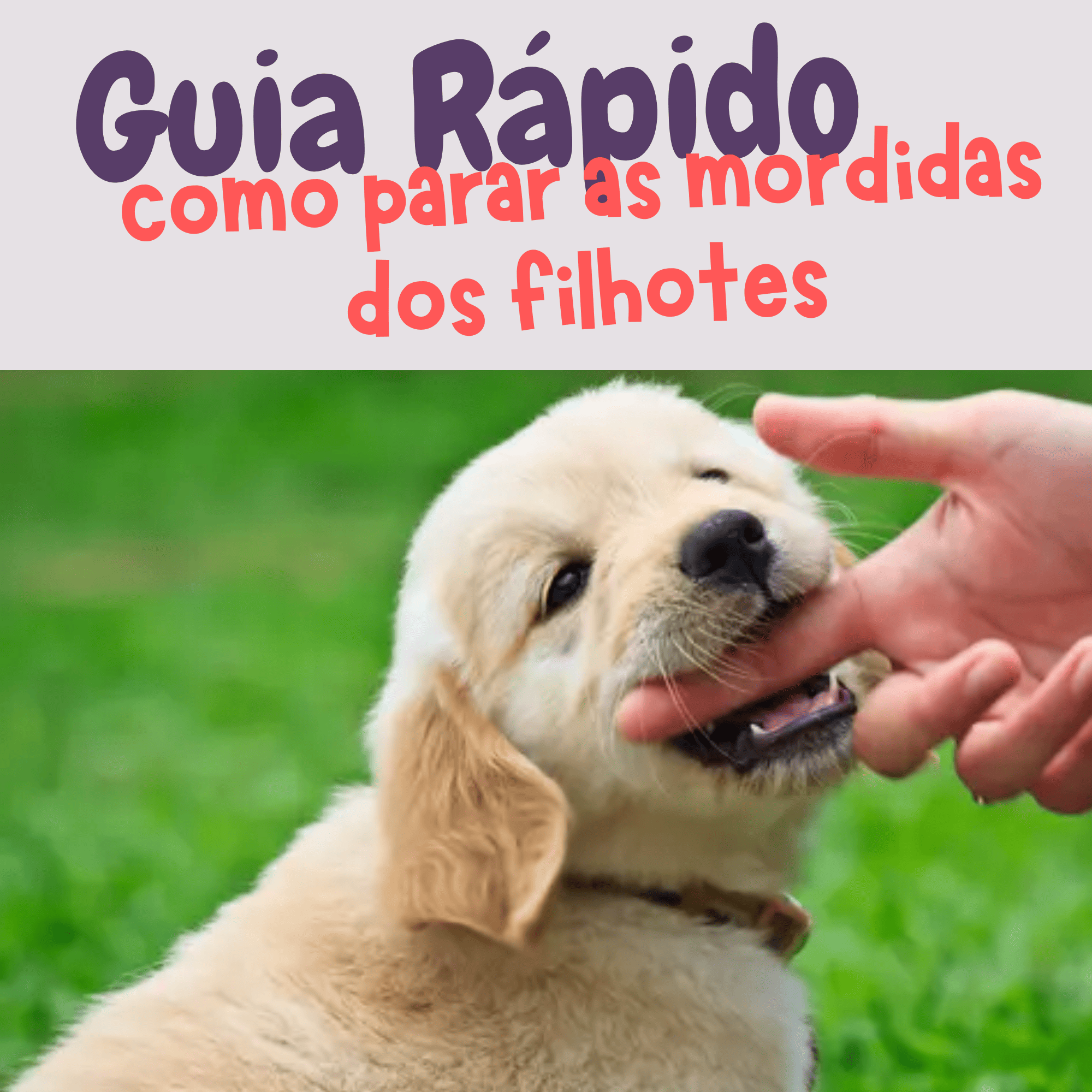 Guia: Acabar com as Mordidas do Filhote
